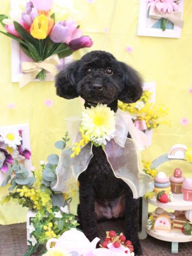 20230317クロエちゃん